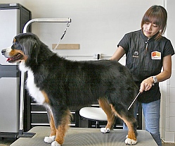 la-dogworks-grooming