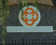 Canndescent Marijuana high end